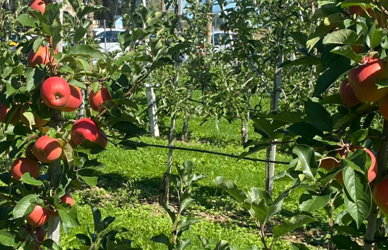Obst-Info Zürich Nr. 25 vom 2. Oktober 2026