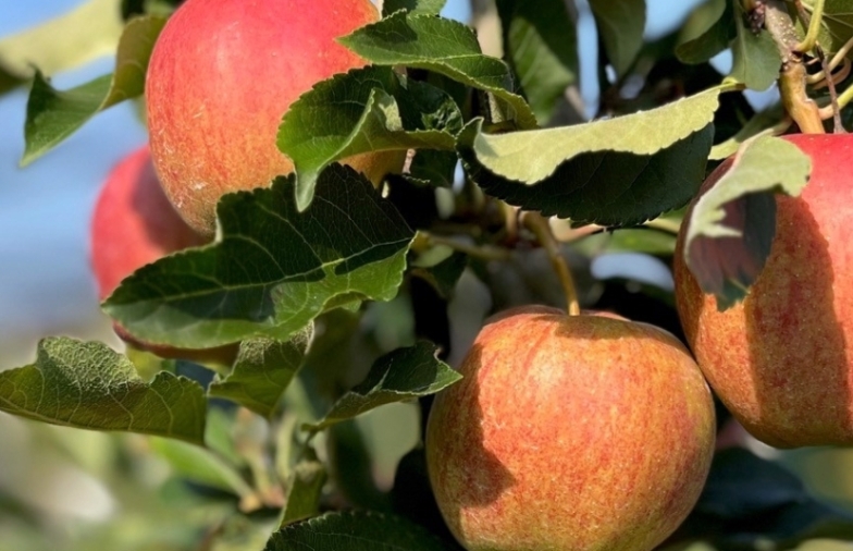 Obst-Info Zürich Nr. 18 vom 13. August 2026