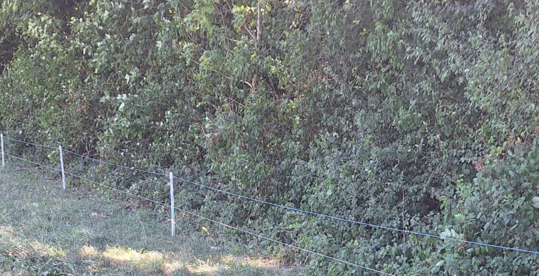 Gehölz nutzen, um Futterlager zu strecken