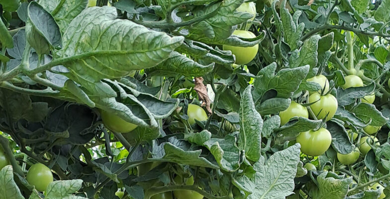 Tomaten-Anbau im Hochsommer