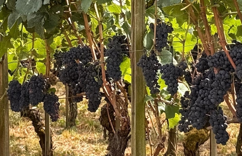 Weinlese 2026: Trockenstress verändert das Lesegut