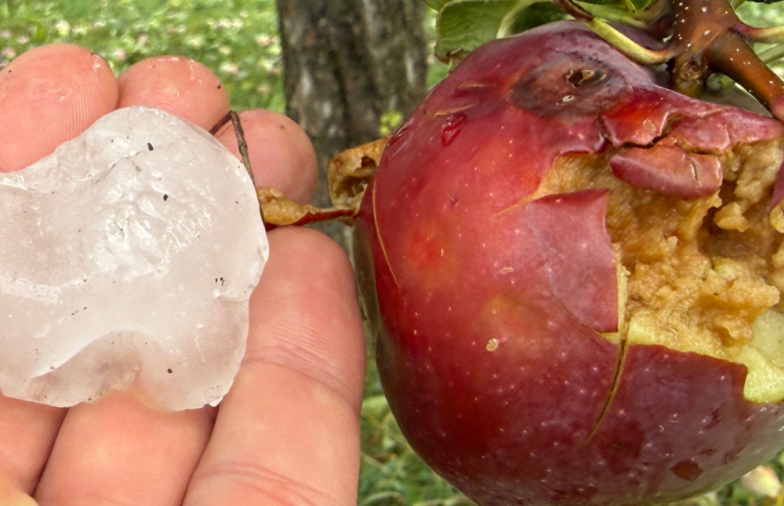 Obst-Info Zürich Nr. 21 vom 28. August 2026 (Schwerpunkt Hagelschäden)