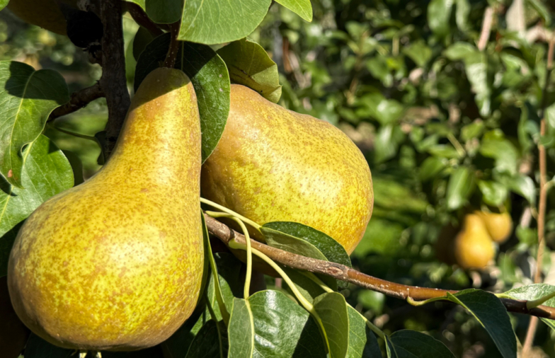 Obst-Info Zürich Nr. 22 vom 4. September 2026