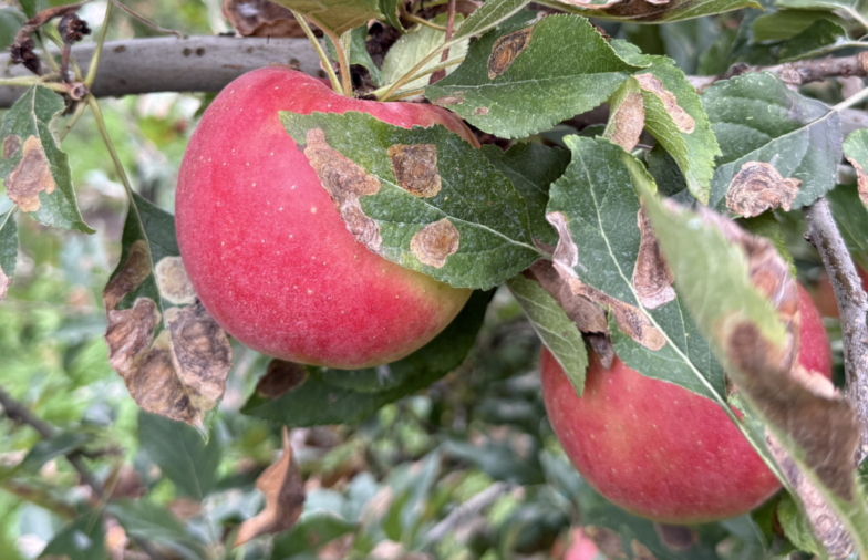 Obst-Info Zürich Nr. 24 vom 25. September 2026