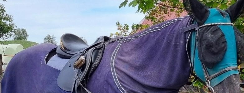 Neue Viruserkrankungen verunsichern die Pferdehalter